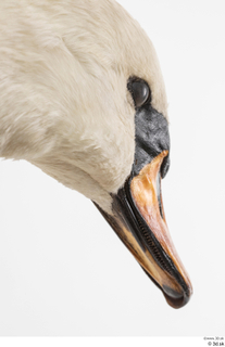 Mute swan beak head 0003.jpg